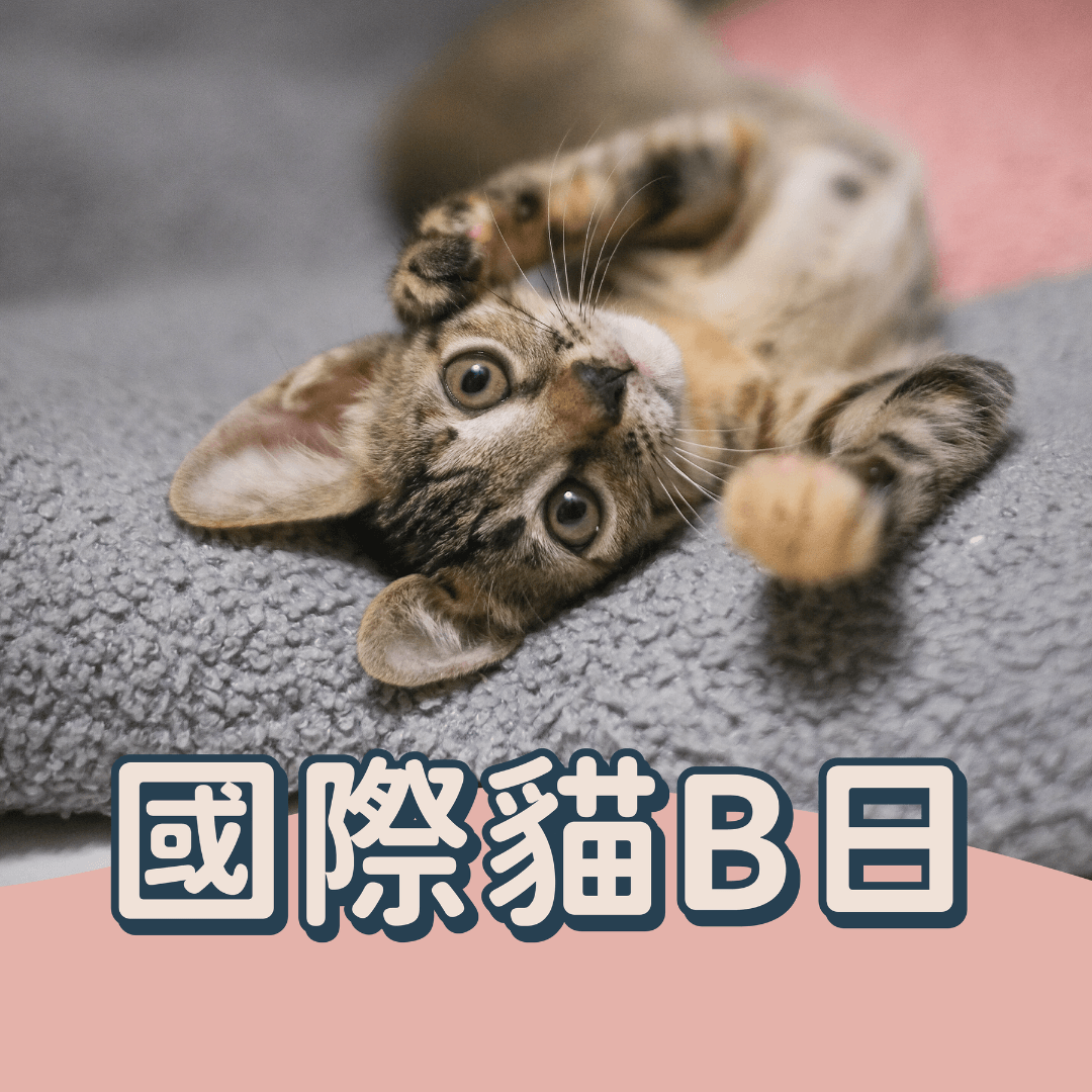❖國際貓B日🐱💕 ❖ - RUFF & FETCH