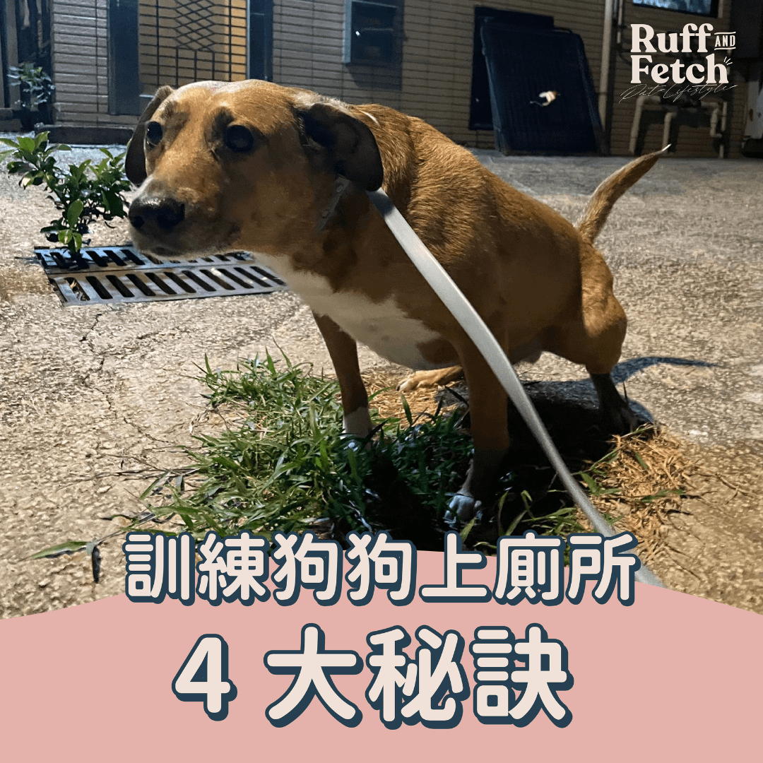 ❖教狗狗定點去廁所有辦法 ❖ - RUFF & FETCH