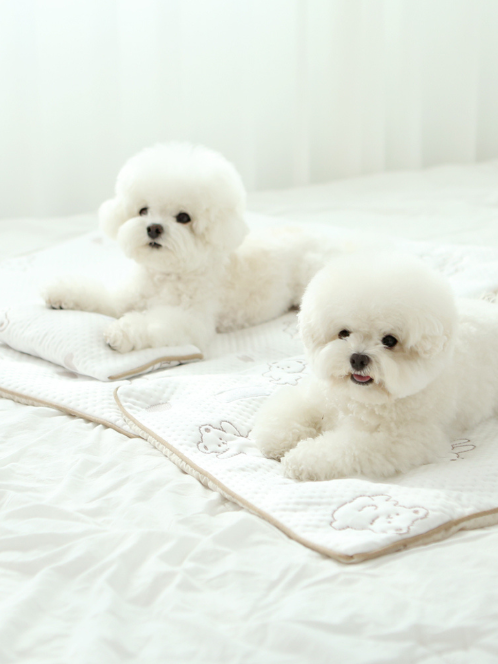ITSDOG | 超涼感熊仔墊