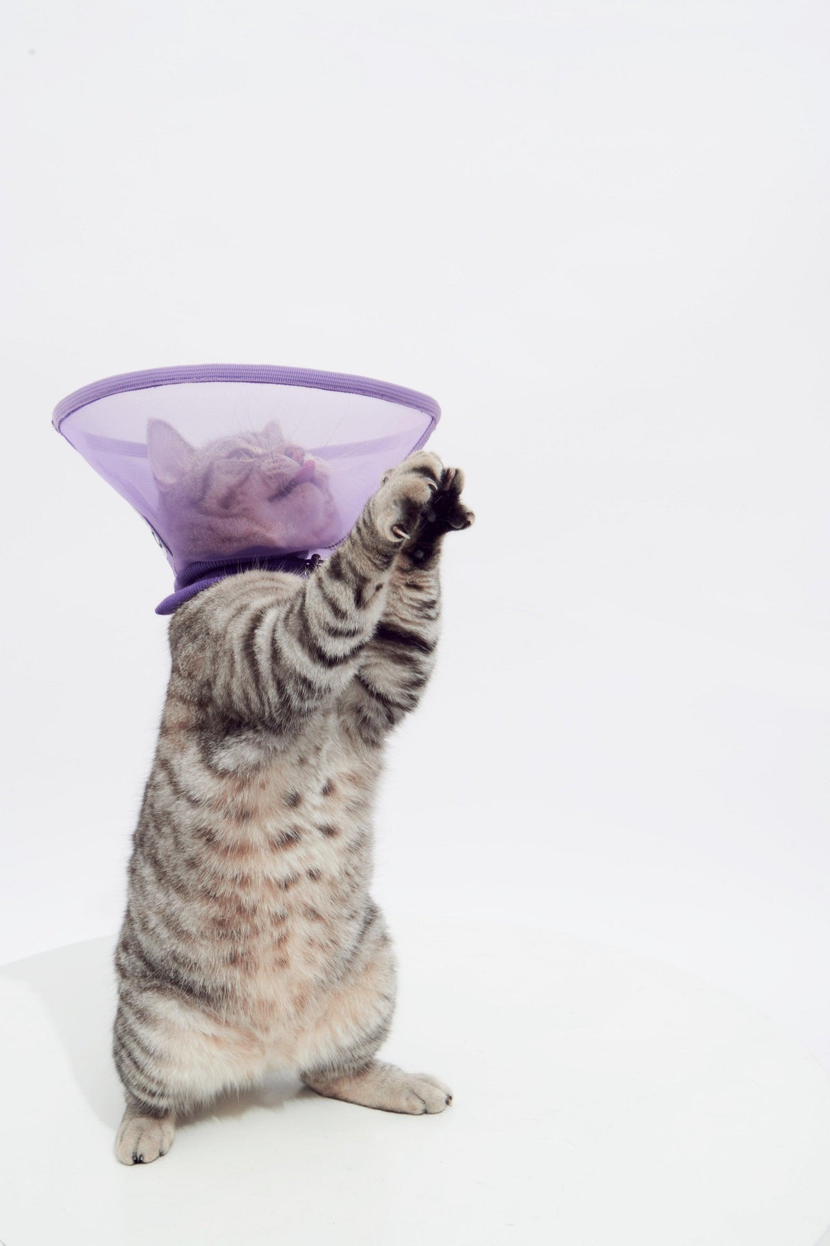 Purrre | 透氣網格頭套 - RUFF & FETCH