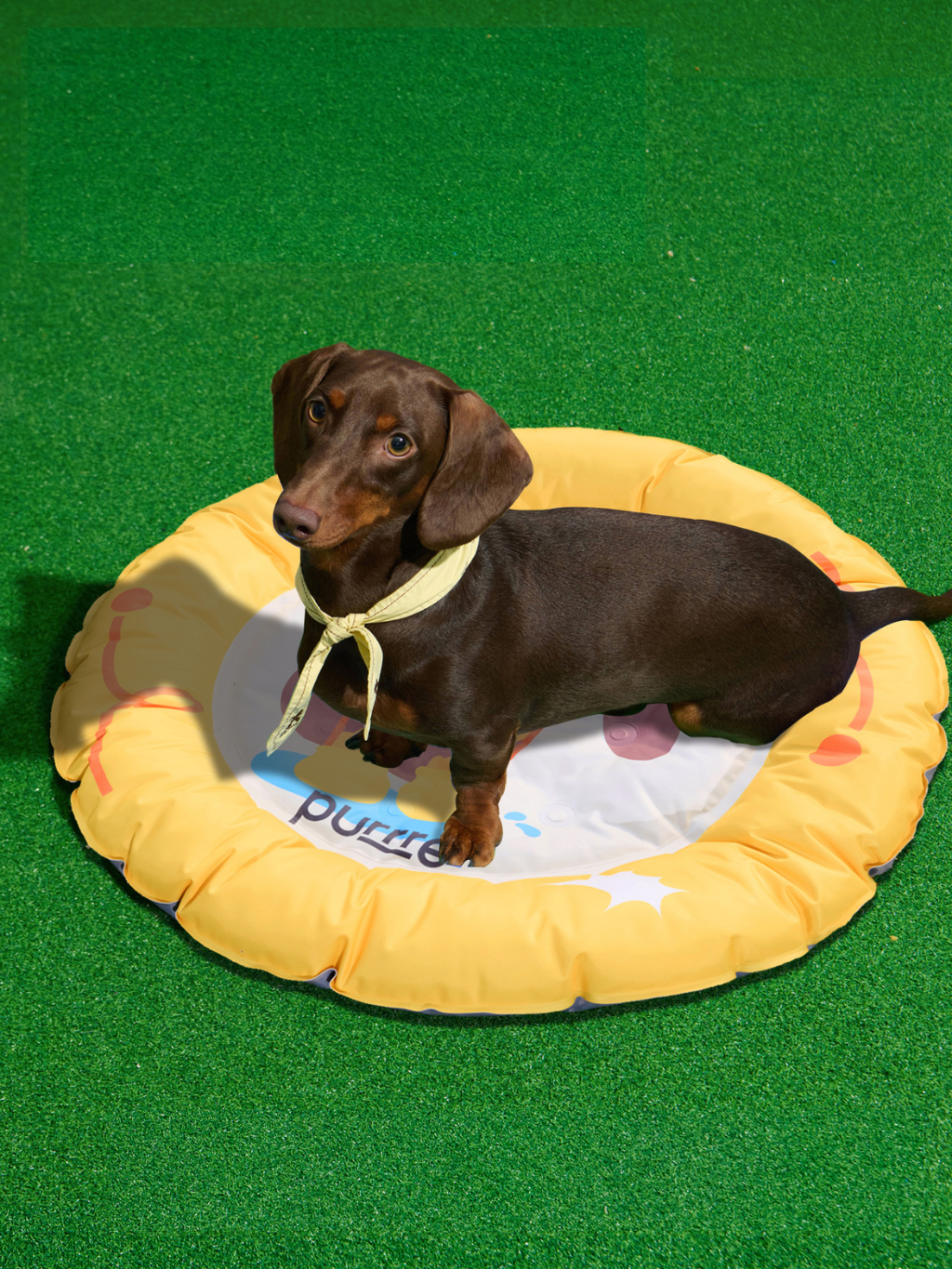 Purrre | 寵物涼感窩