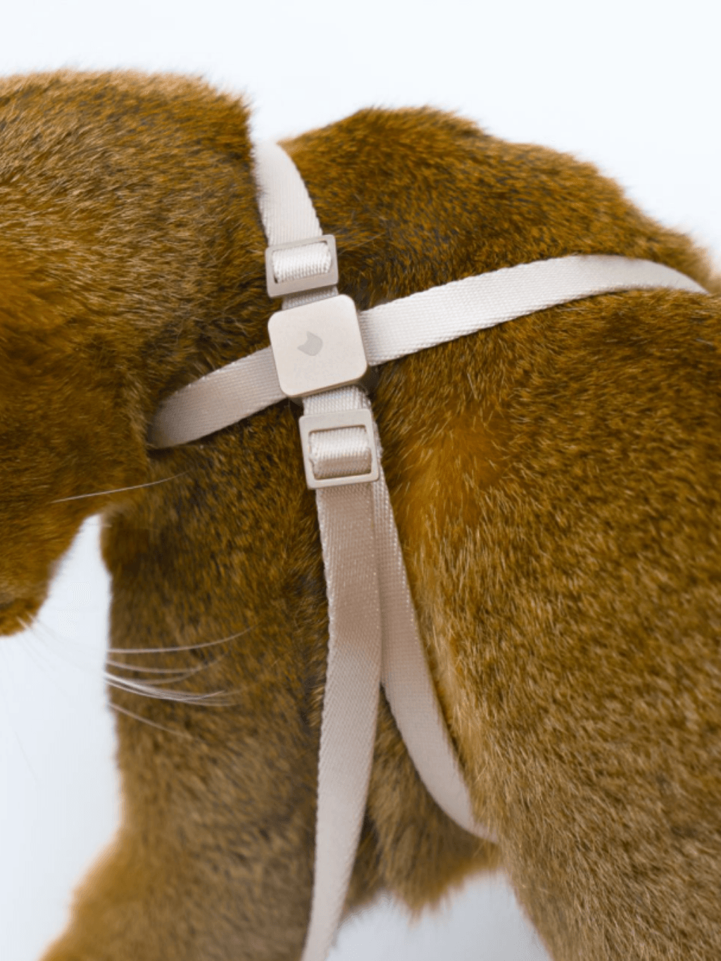 BuddyArmor|防衝脫訓練尼龍牽繩 - RUFF & FETCH