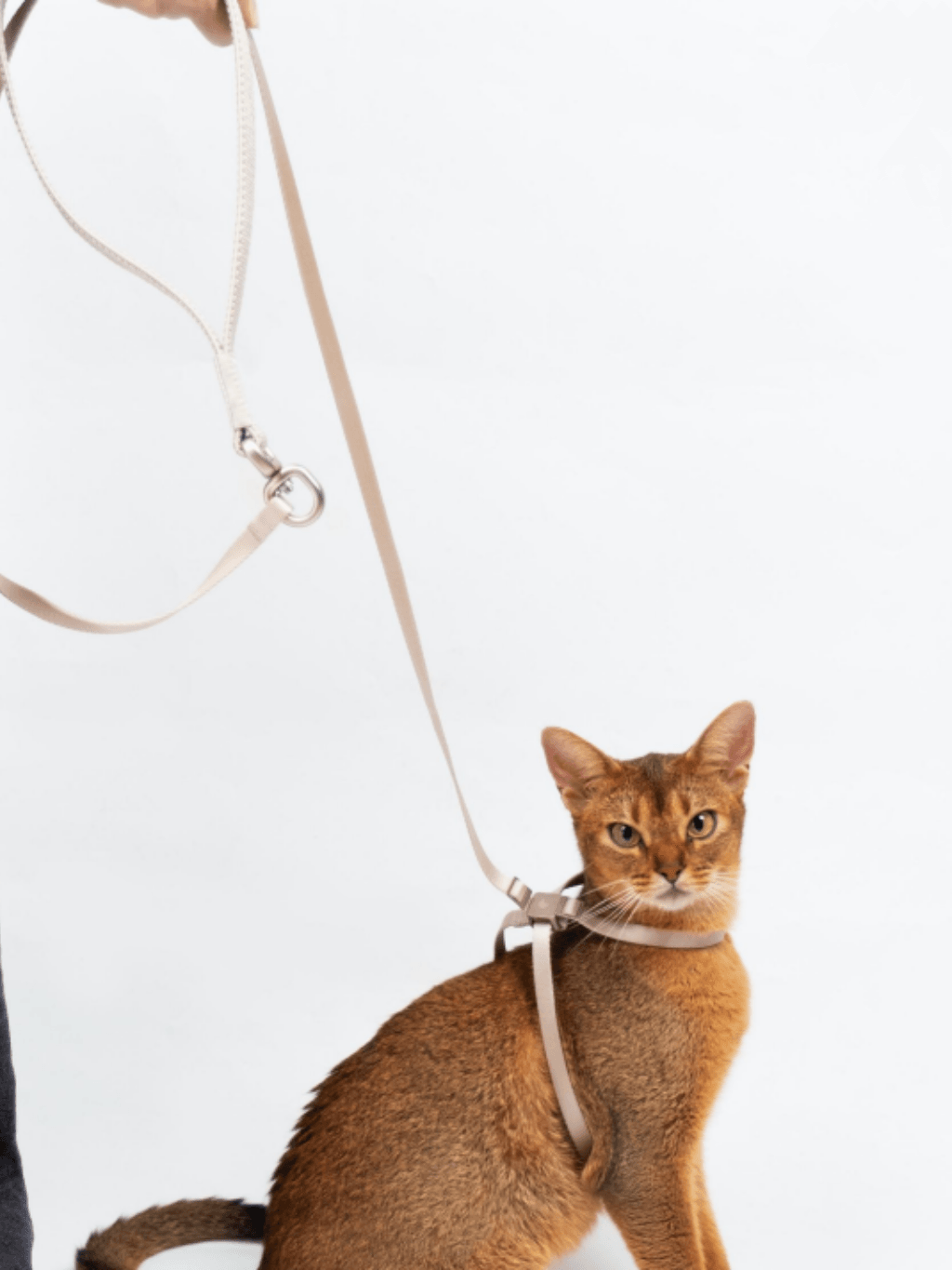 BuddyArmor|防衝脫訓練尼龍牽繩 - RUFF & FETCH