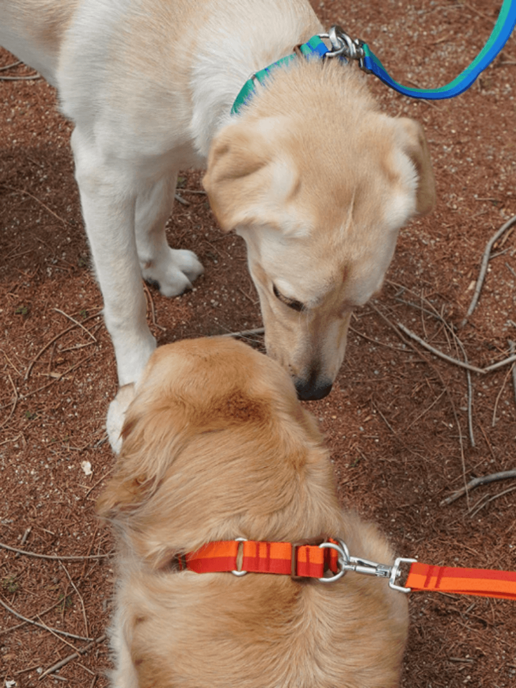 iCandor | Gentle Collar Dual 頸圈 - RUFF & FETCH