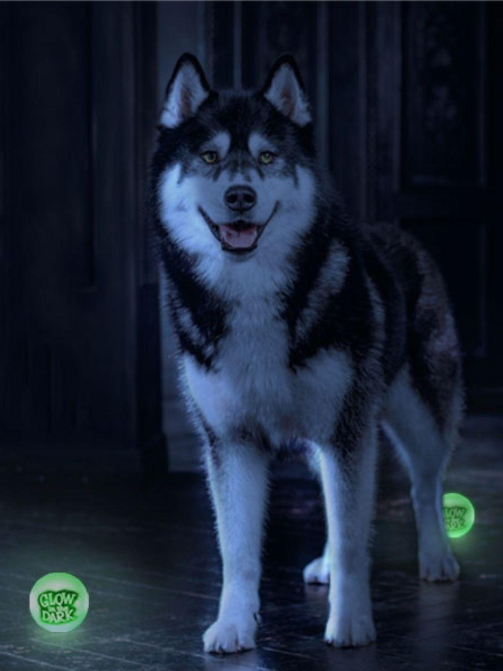 Sportspet|夜光漂浮彈力球 3個裝 顏色隨機 - RUFF & FETCH