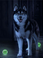 Sportspet|夜光漂浮彈力球 3個裝 顏色隨機 - RUFF & FETCH