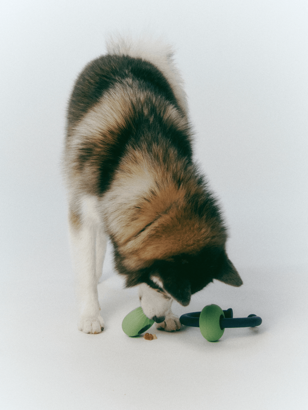 Roika | DANGO RING 橡膠玩具 - RUFF & FETCH