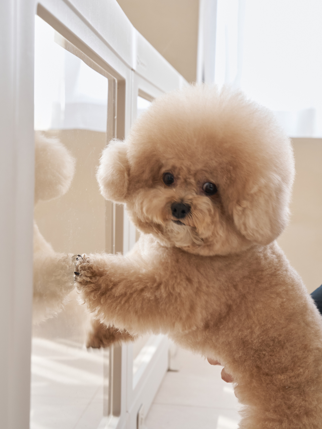 Takemehom | 透明寵物屋 豪華款