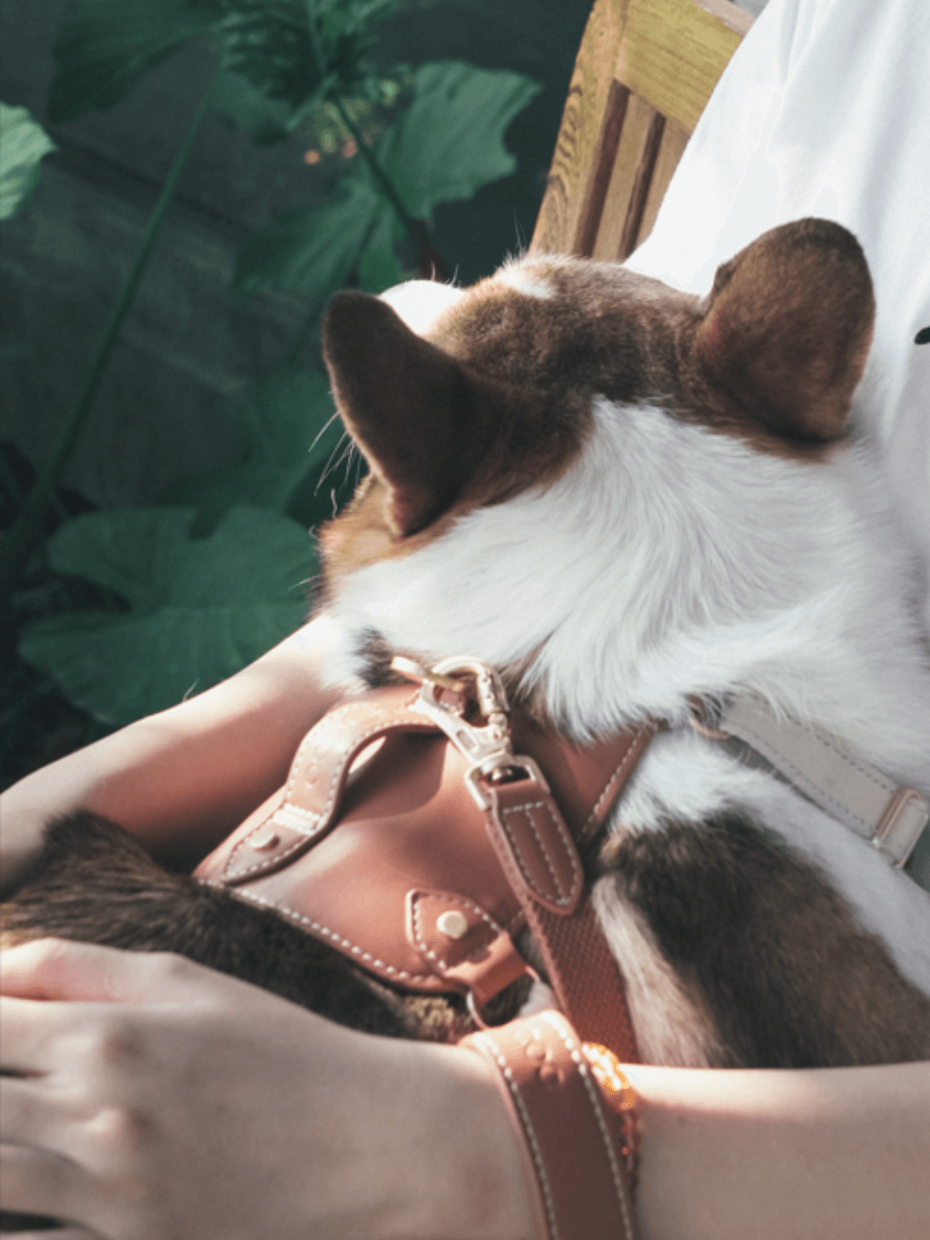 VOOCOO | 「馬鞍」寵物牽引繩胸背套裝 - RUFF & FETCH