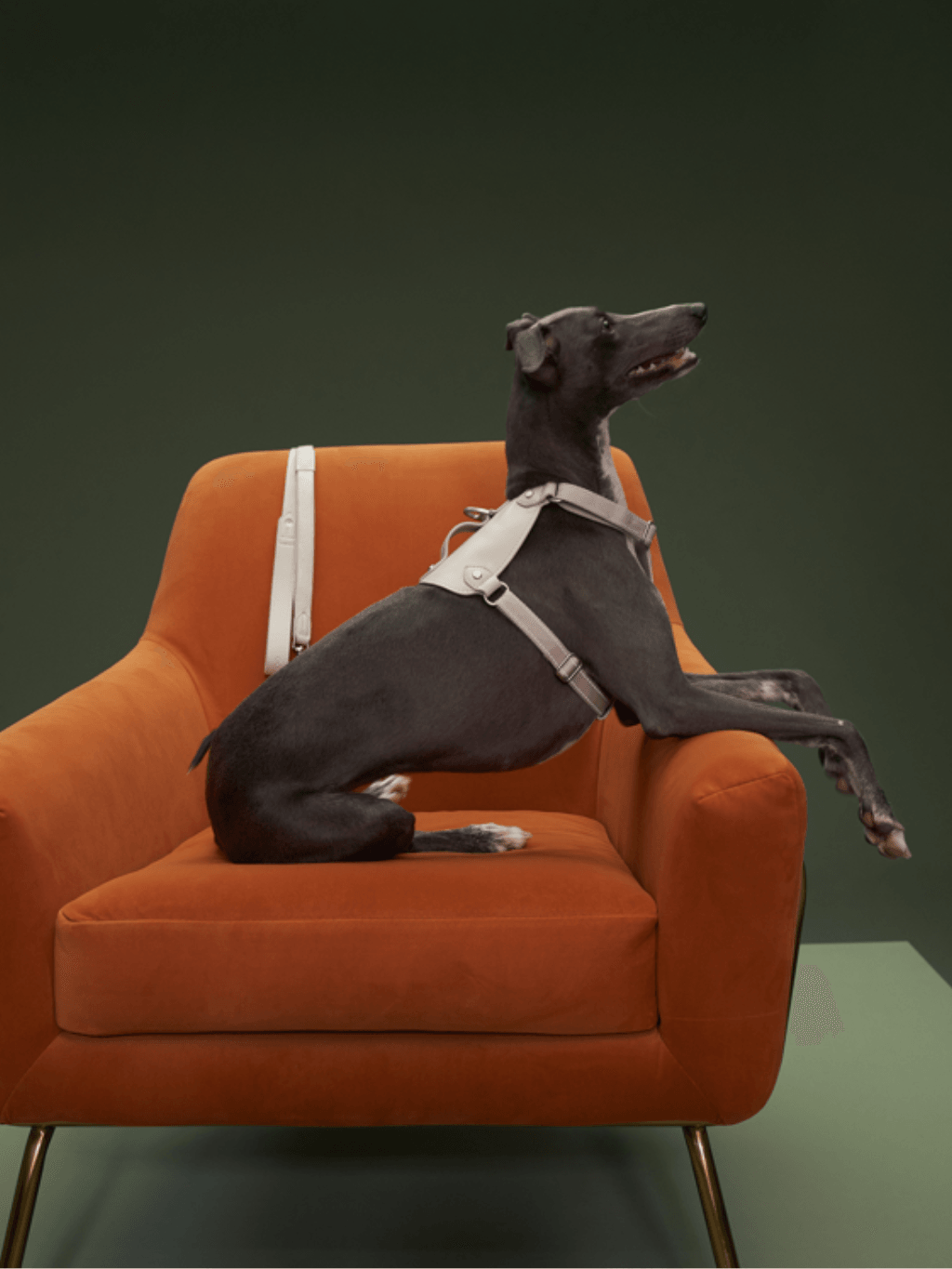 VOOCOO | 「馬鞍」寵物牽引繩胸背套裝 - RUFF & FETCH