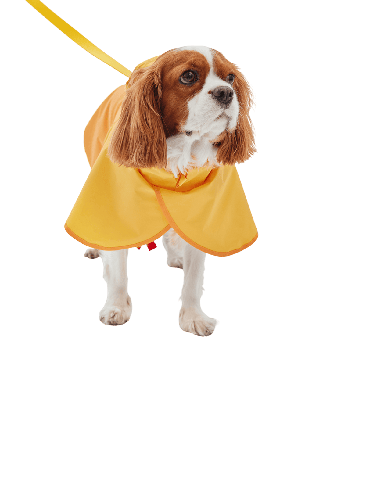 iCandor | Earth 冒險狗狗雨衣 - RUFF & FETCH