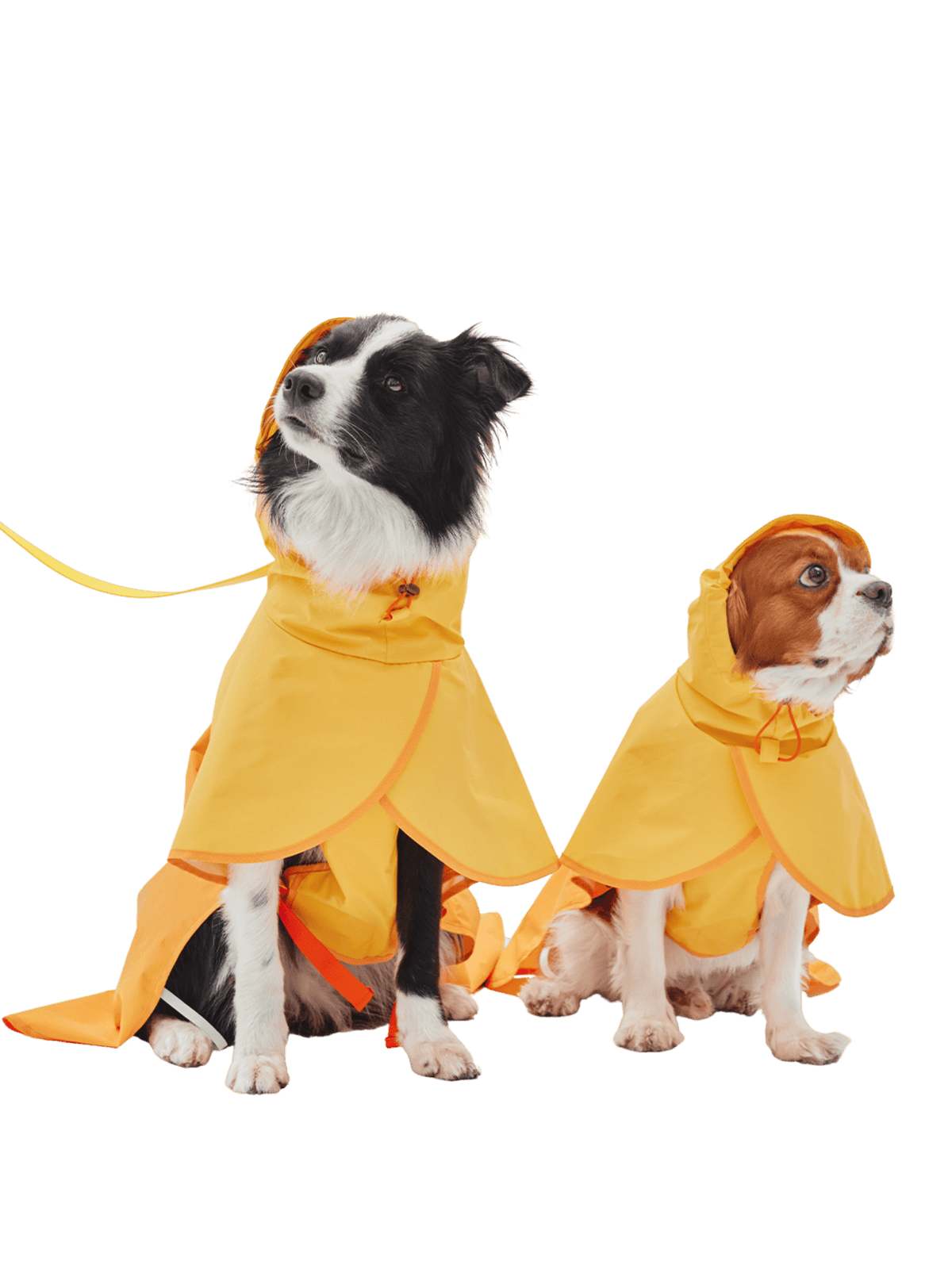 iCandor | Earth 冒險狗狗雨衣 - RUFF & FETCH