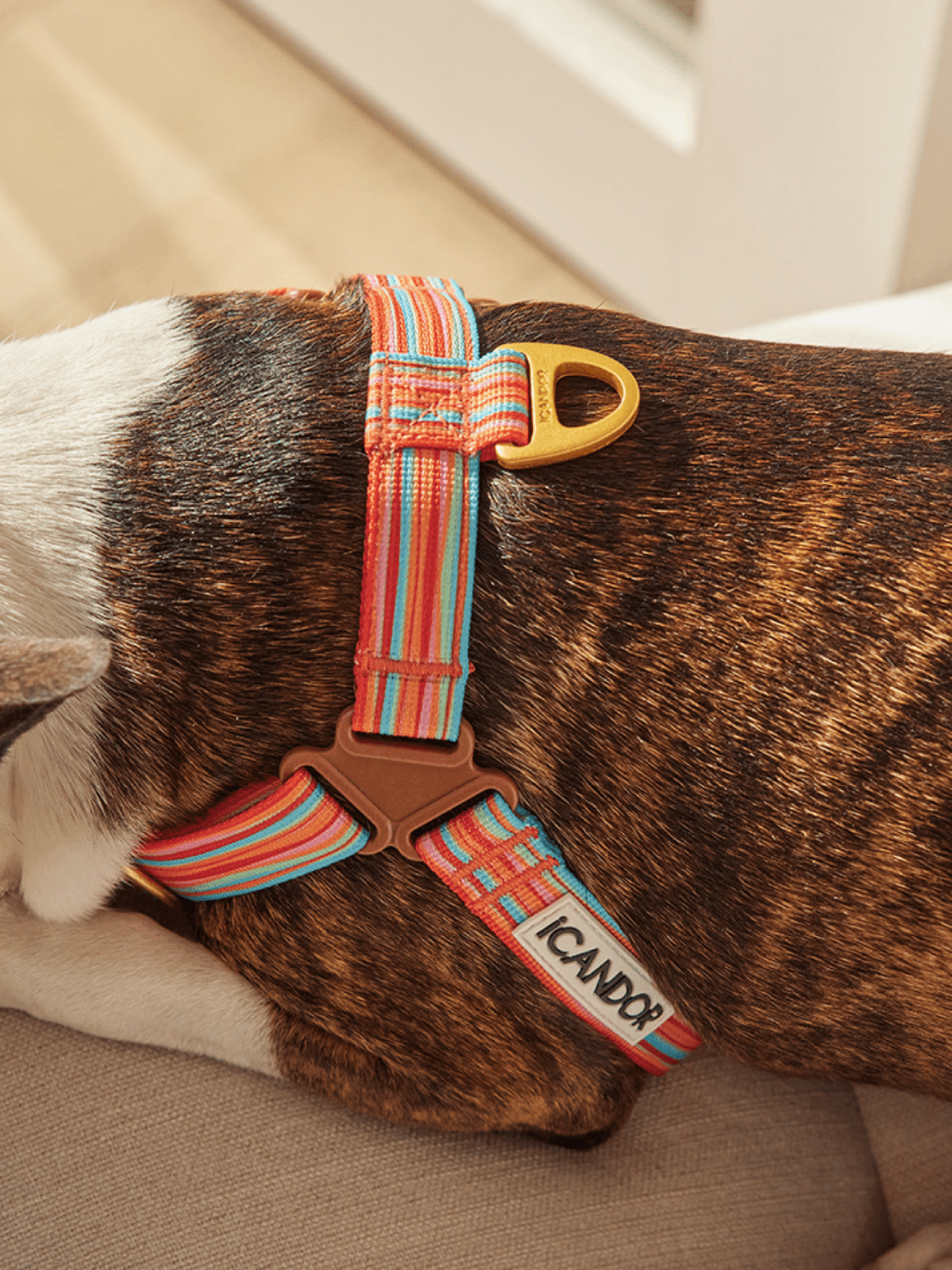 iCandor | No-Pull 防拉扯狗狗胸帶 - RUFF & FETCH