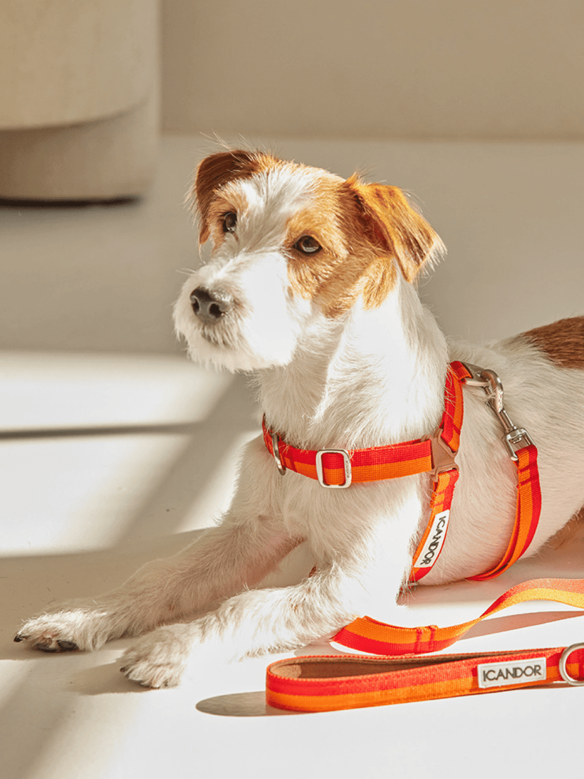 iCandor | No-Pull 防拉扯狗狗胸帶 - RUFF & FETCH
