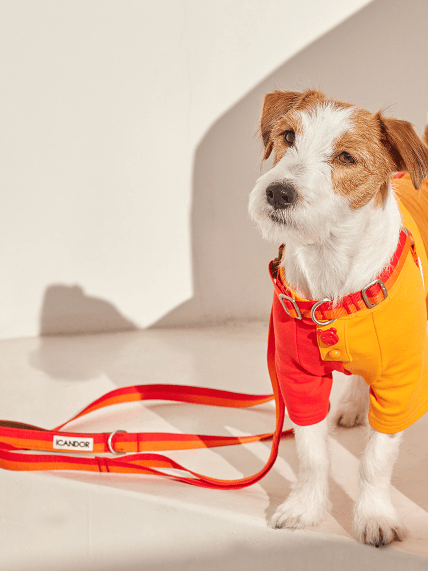 iCandor | Gentle Leash 牽繩 - RUFF & FETCH