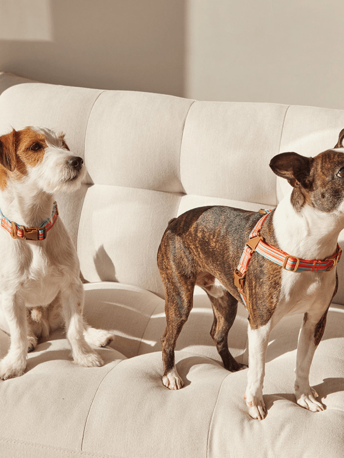 iCandor | No-Pull 防拉扯狗狗胸帶 - RUFF & FETCH