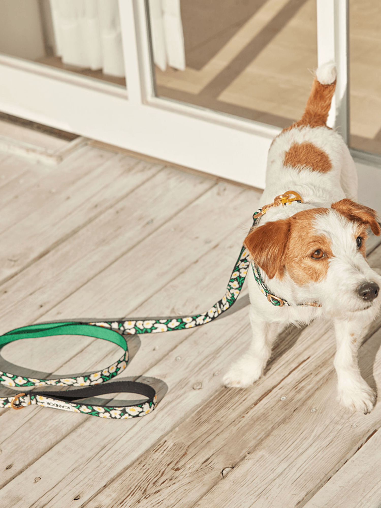 iCandor | Gentle Leash 牽繩 - RUFF & FETCH