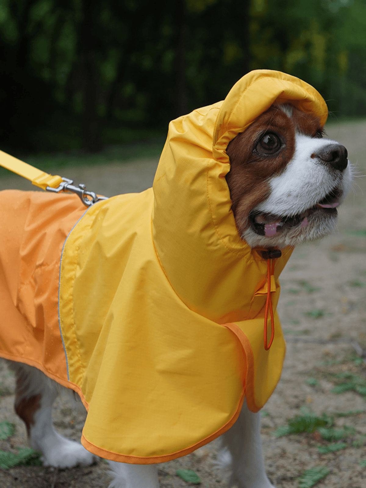 iCandor | Earth 冒險狗狗雨衣 - RUFF & FETCH