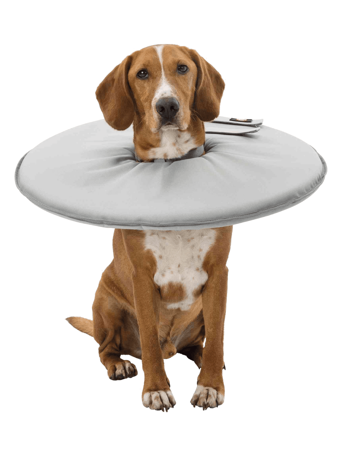 Trixie | 保護頭圍 - RUFF & FETCH