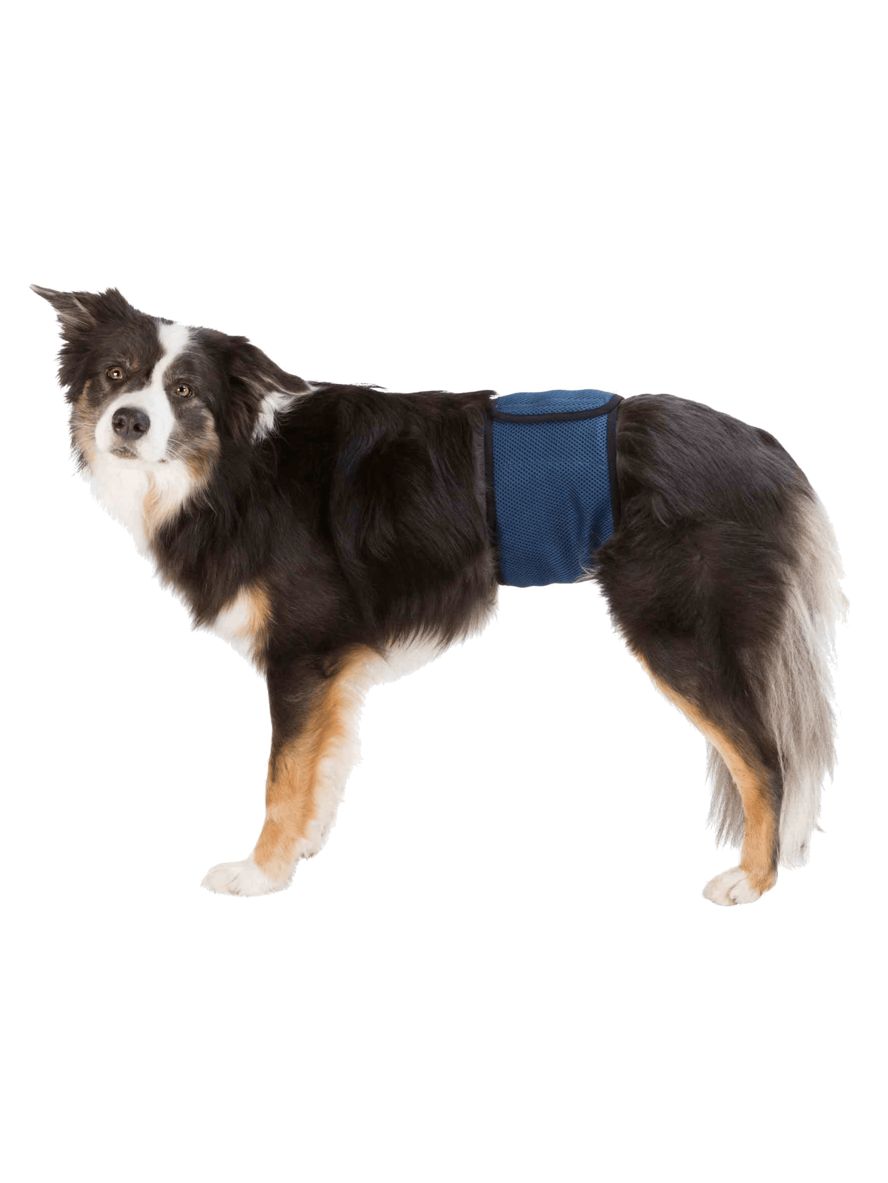 Trixie | 公犬重複使用禮貌褲 - RUFF & FETCH