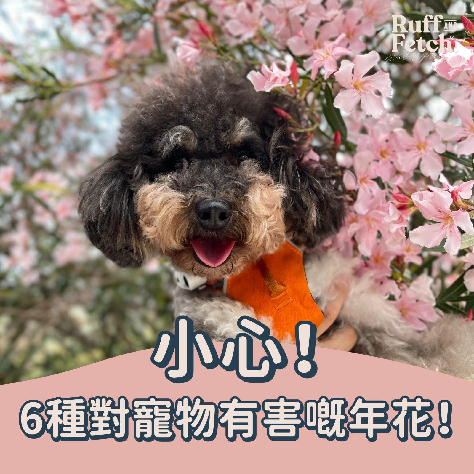 ❖🌺小心！6種香港常見對寵物有害年花🌺❖ - RUFF & FETCH