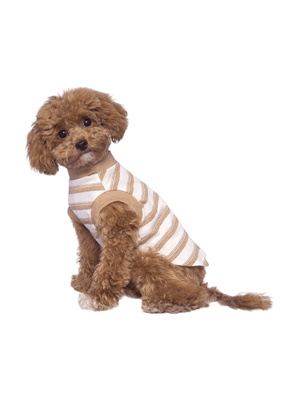 ALQO WASI | 舒適優質有機全棉 T-Shirt - RUFF & FETCH