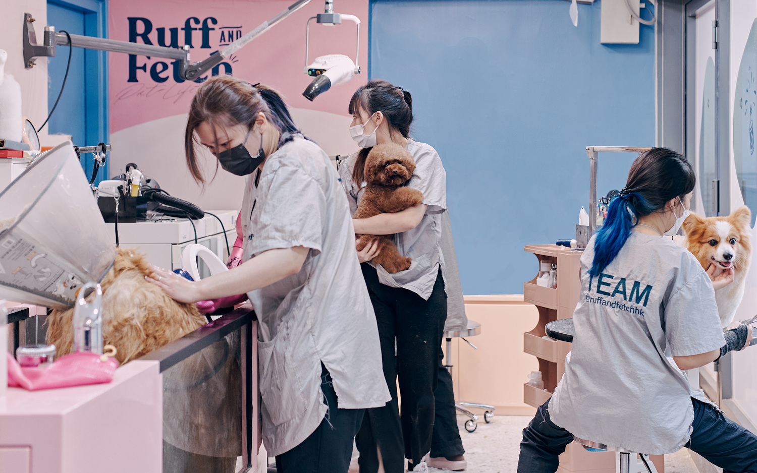 Pet grooming