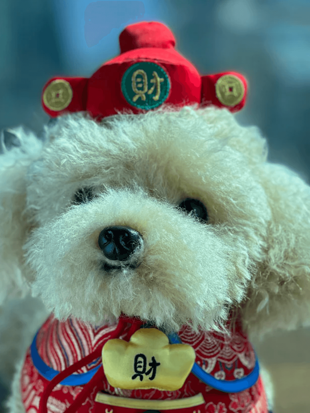 Momoji｜God of Wealth Bib 財神 - RUFF & FETCH