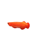Catwant | 貓薄荷紅龍魚 - RUFF & FETCH