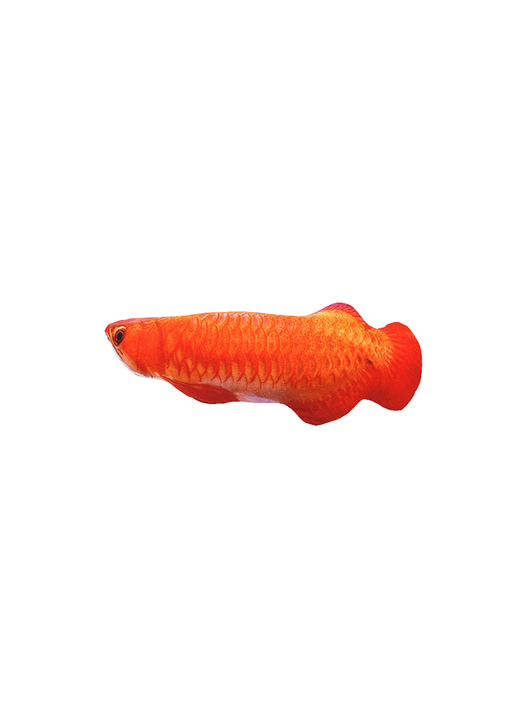 Catwant | 貓薄荷紅龍魚 - RUFF & FETCH