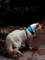 LaRoo｜F33 發光頸圈 45cm - RUFF & FETCH