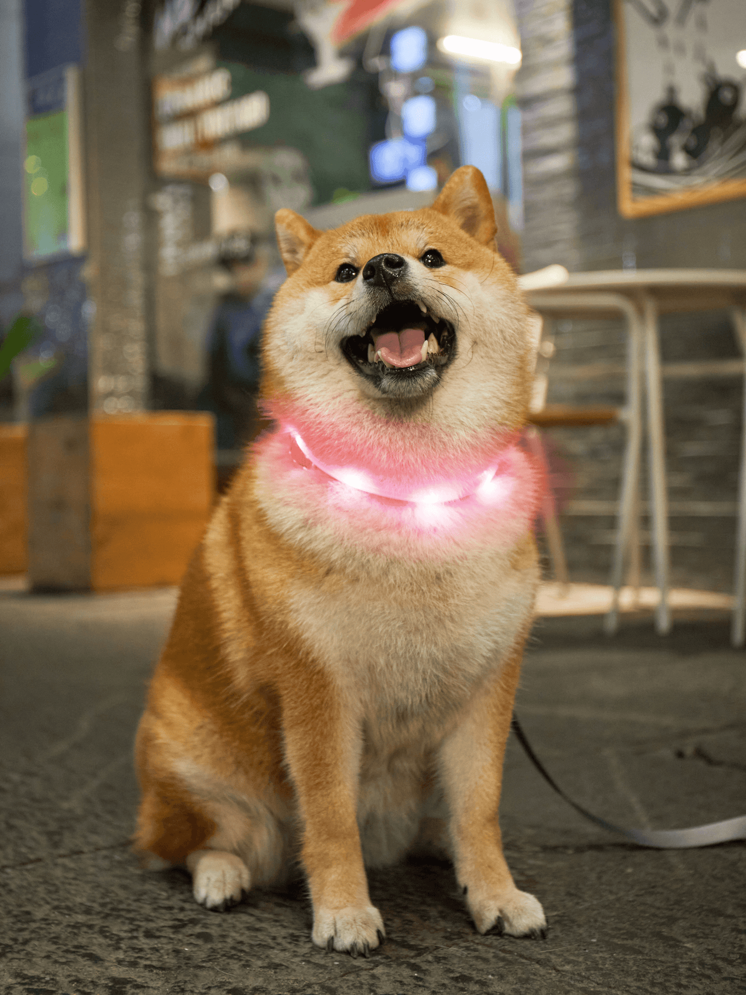 LaRoo｜F33 發光頸圈 45cm - RUFF & FETCH