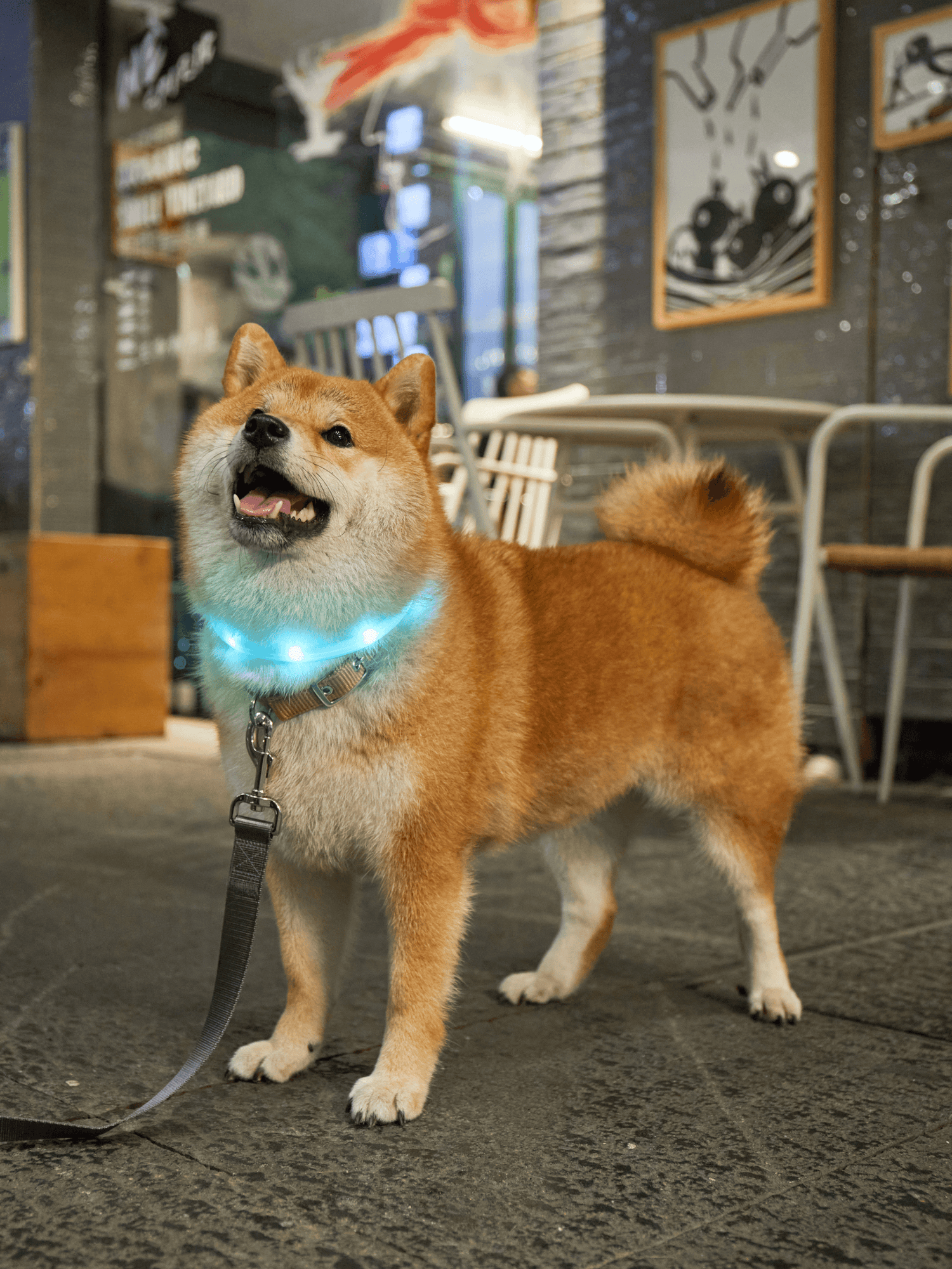 LaRoo｜F33 發光頸圈 45cm - RUFF & FETCH