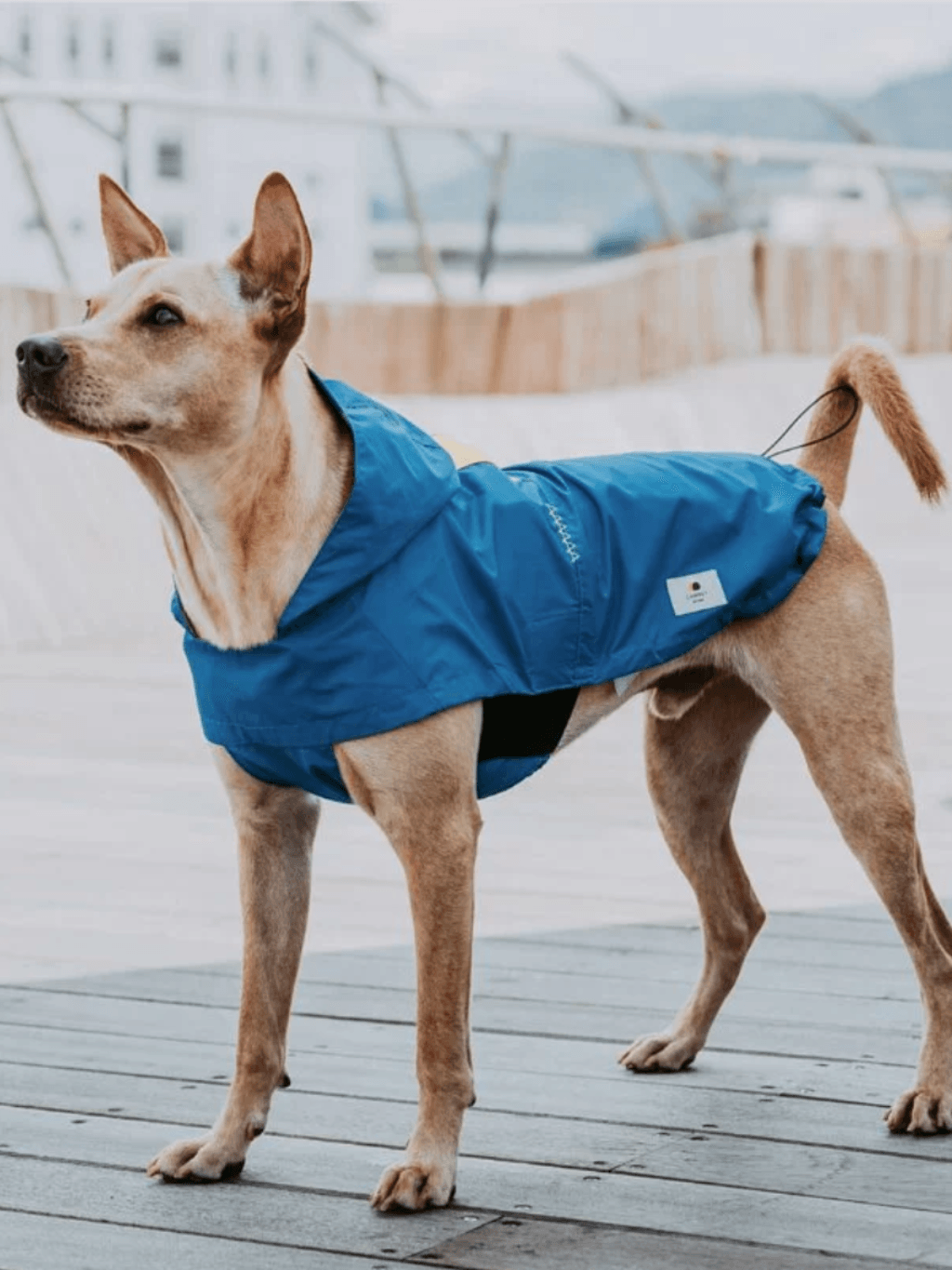 Campet | SPACE α 全境快穿衝鋒衣 - RUFF & FETCH