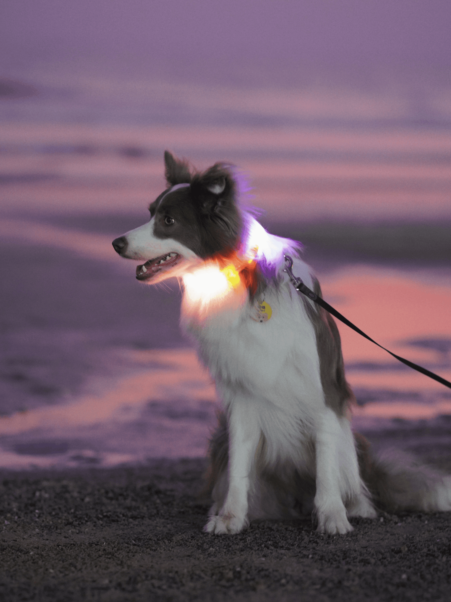 LaRoo｜大型犬 雙色發光頸圈 65cm - RUFF & FETCH