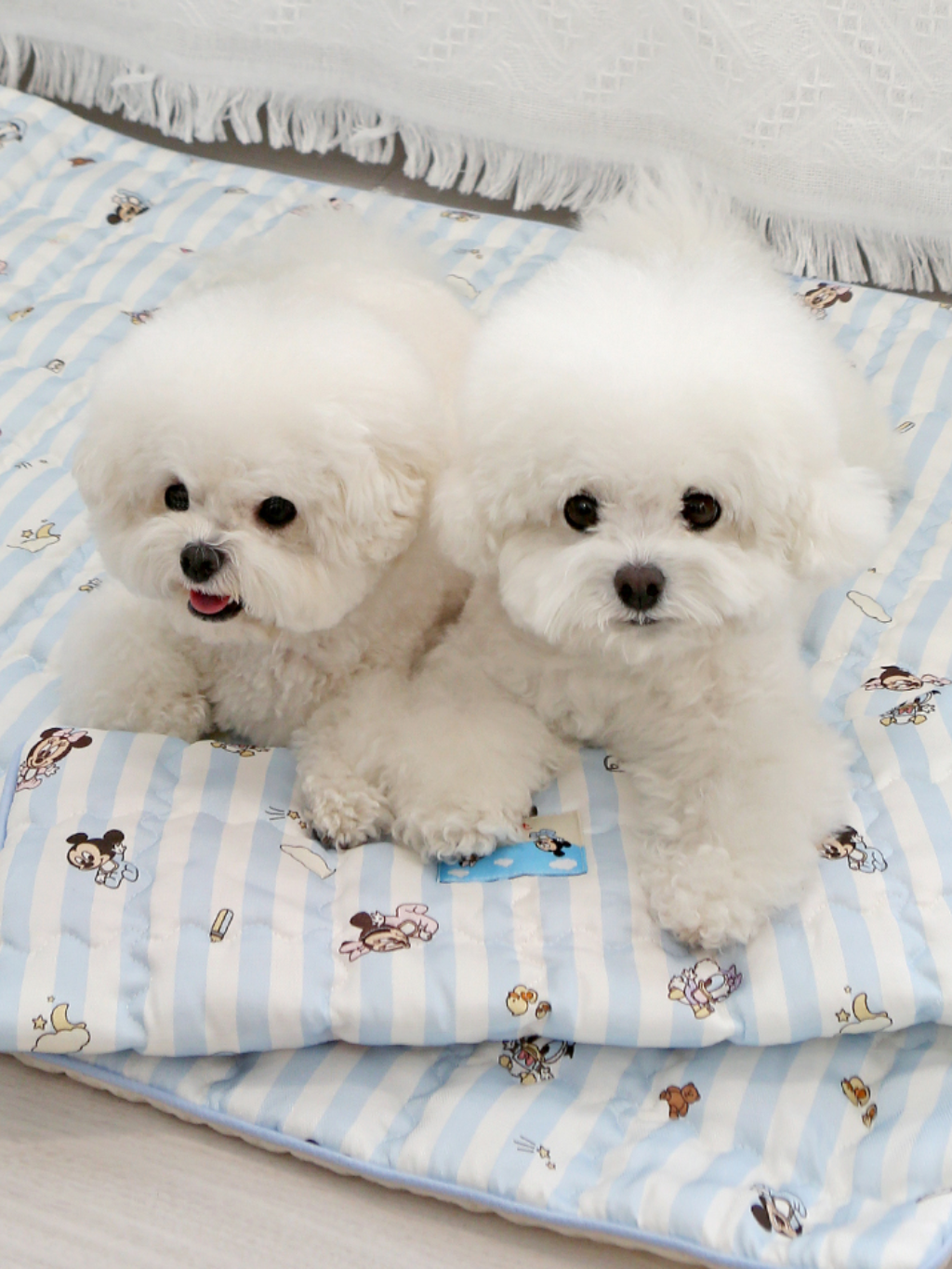 ITSDOG | 迪士尼系列凍墊