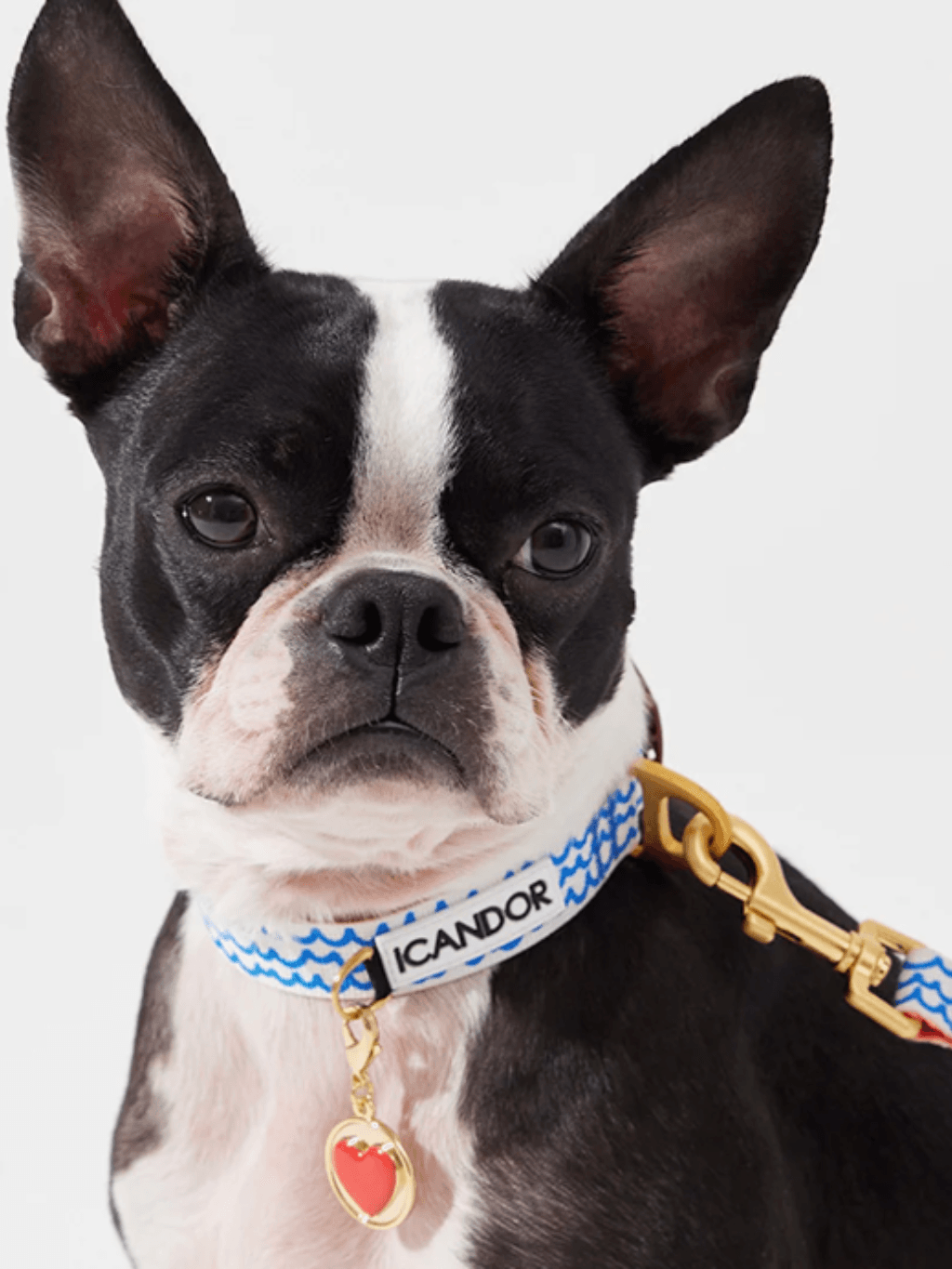 iCandor | Gentle Collar 狗狗項圈 - RUFF & FETCH