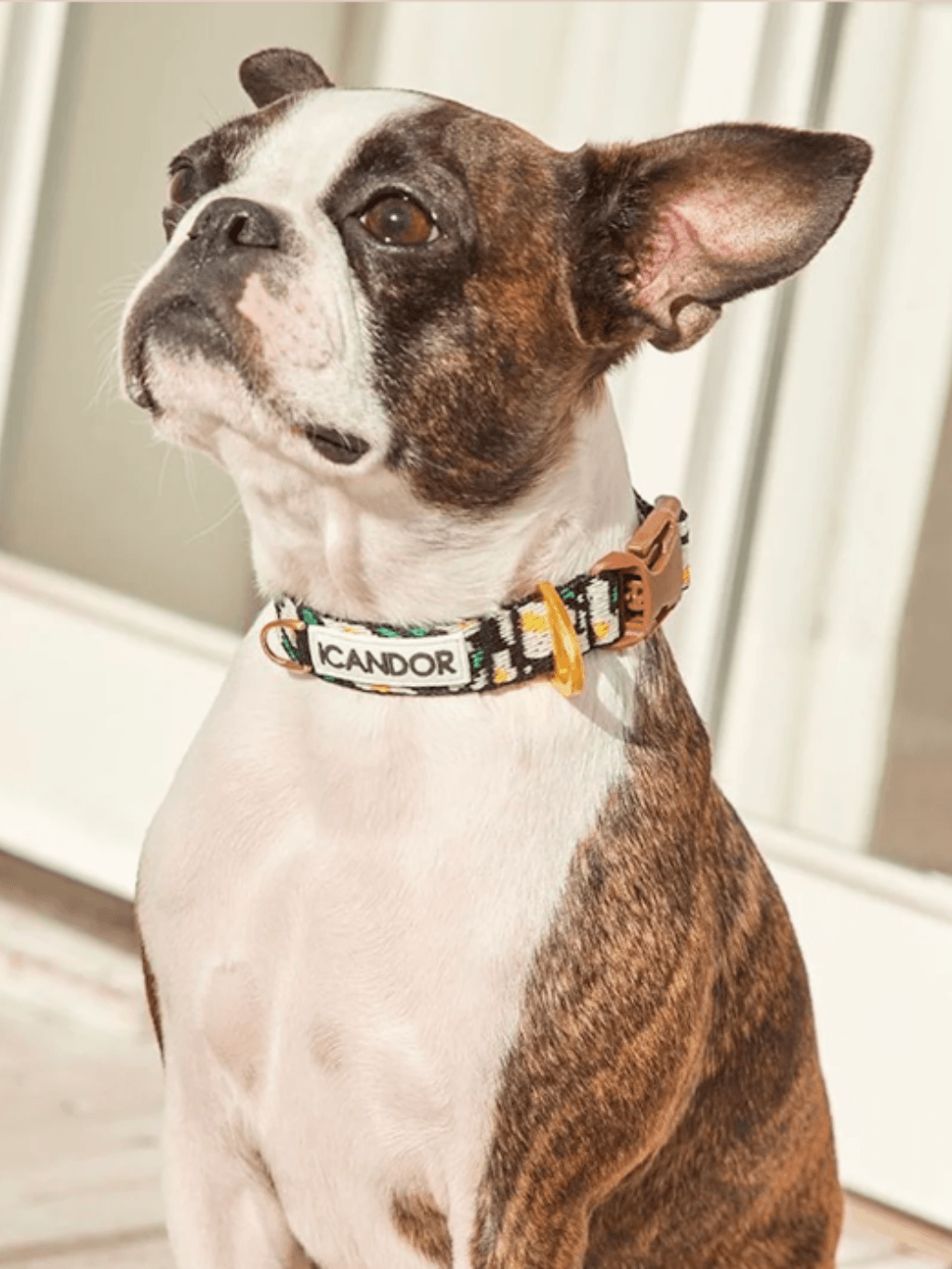 iCandor | Gentle Collar 狗狗項圈 - RUFF & FETCH