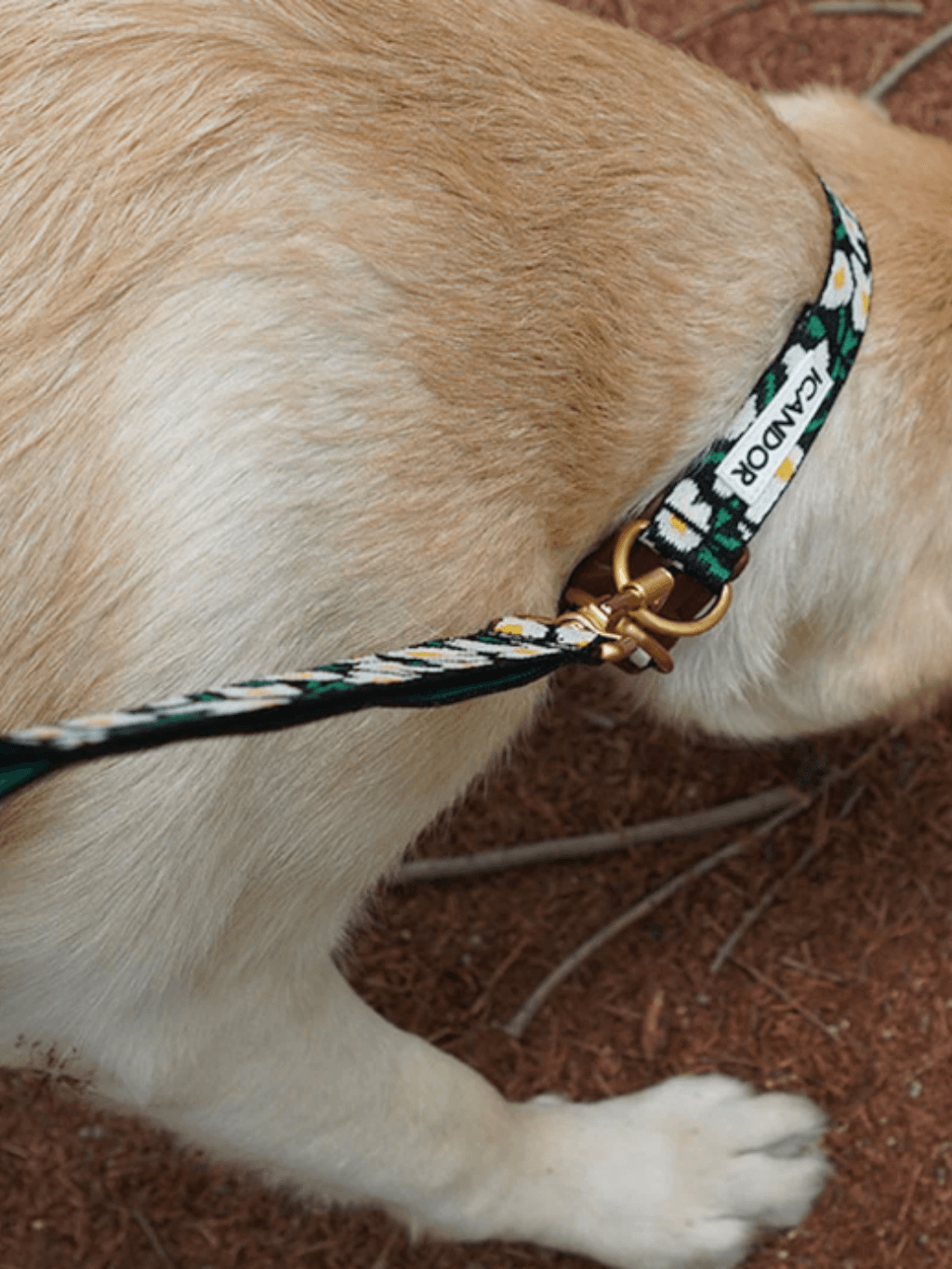 iCandor | Gentle Collar Dual 頸圈 - RUFF & FETCH