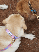 iCandor | Gentle Collar Dual 頸圈 - RUFF & FETCH