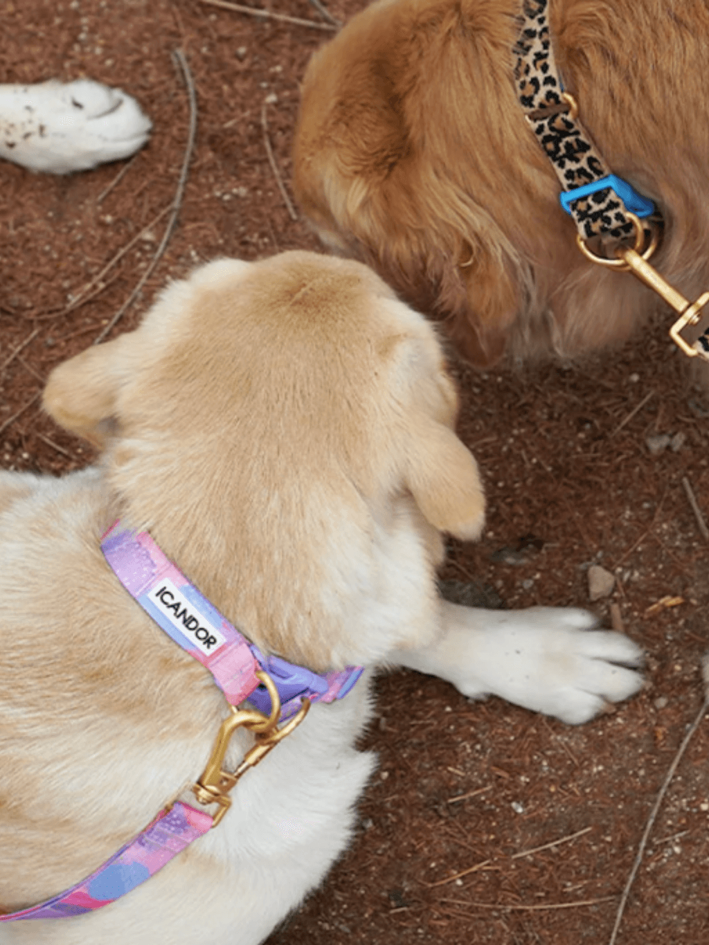 iCandor | Gentle Collar Dual 頸圈 - RUFF & FETCH