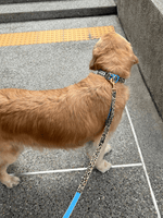 iCandor | Gentle Leash Bolt 牽繩 - RUFF & FETCH