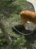 iCandor | Gentle Leash Bolt 牽繩 - RUFF & FETCH