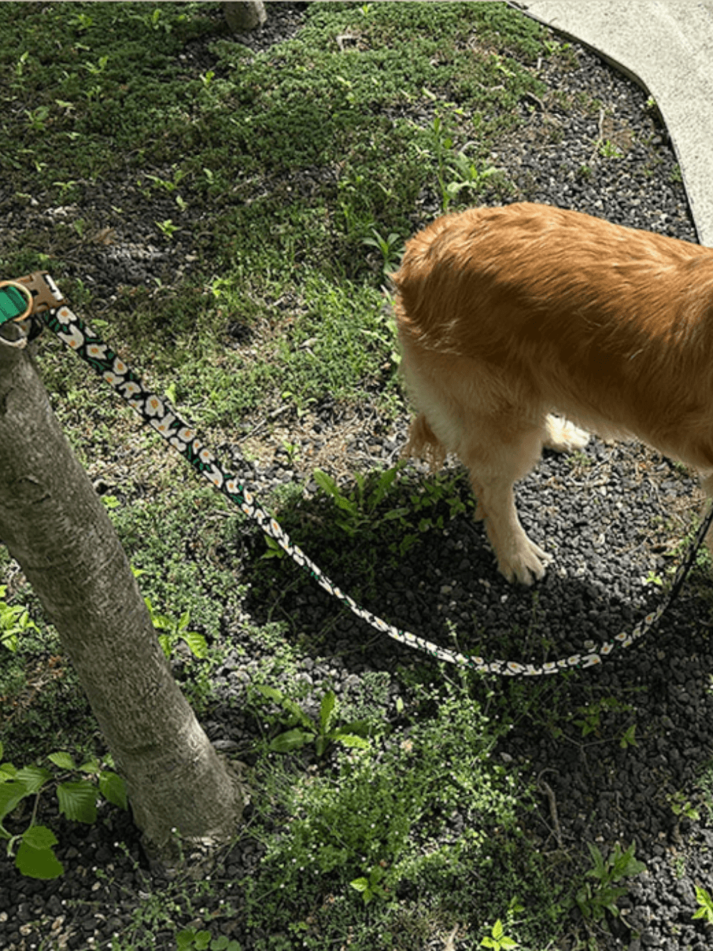 iCandor | Gentle Leash Bolt 牽繩 - RUFF & FETCH