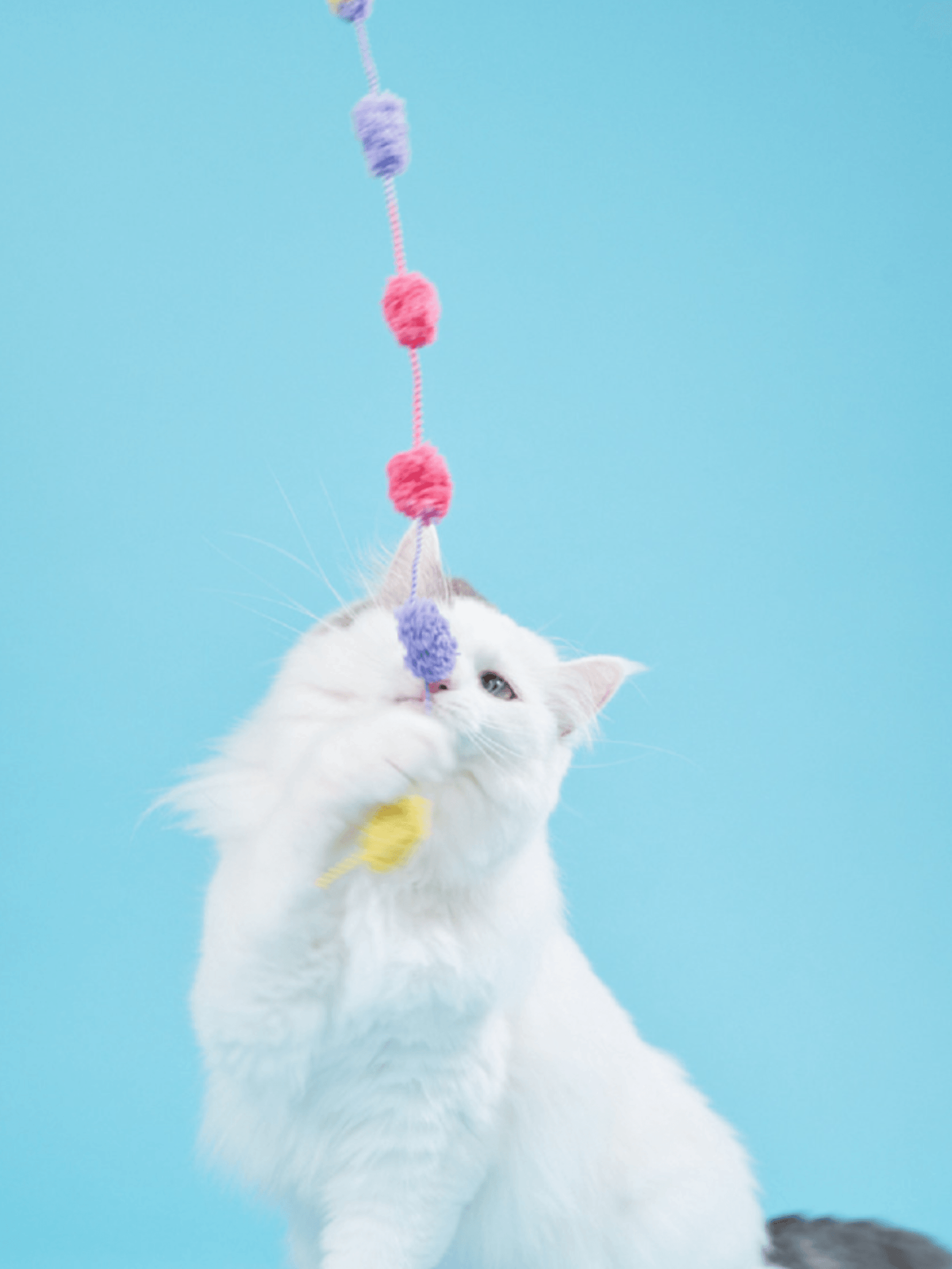 Zooahpet｜彩虹芝士腸逗貓棒 - RUFF & FETCH