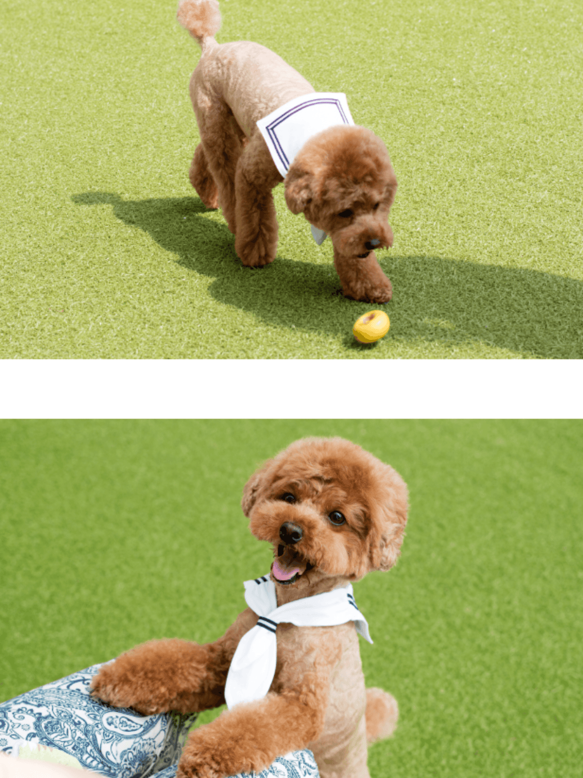 MASCOT｜水手領巾 - RUFF & FETCH