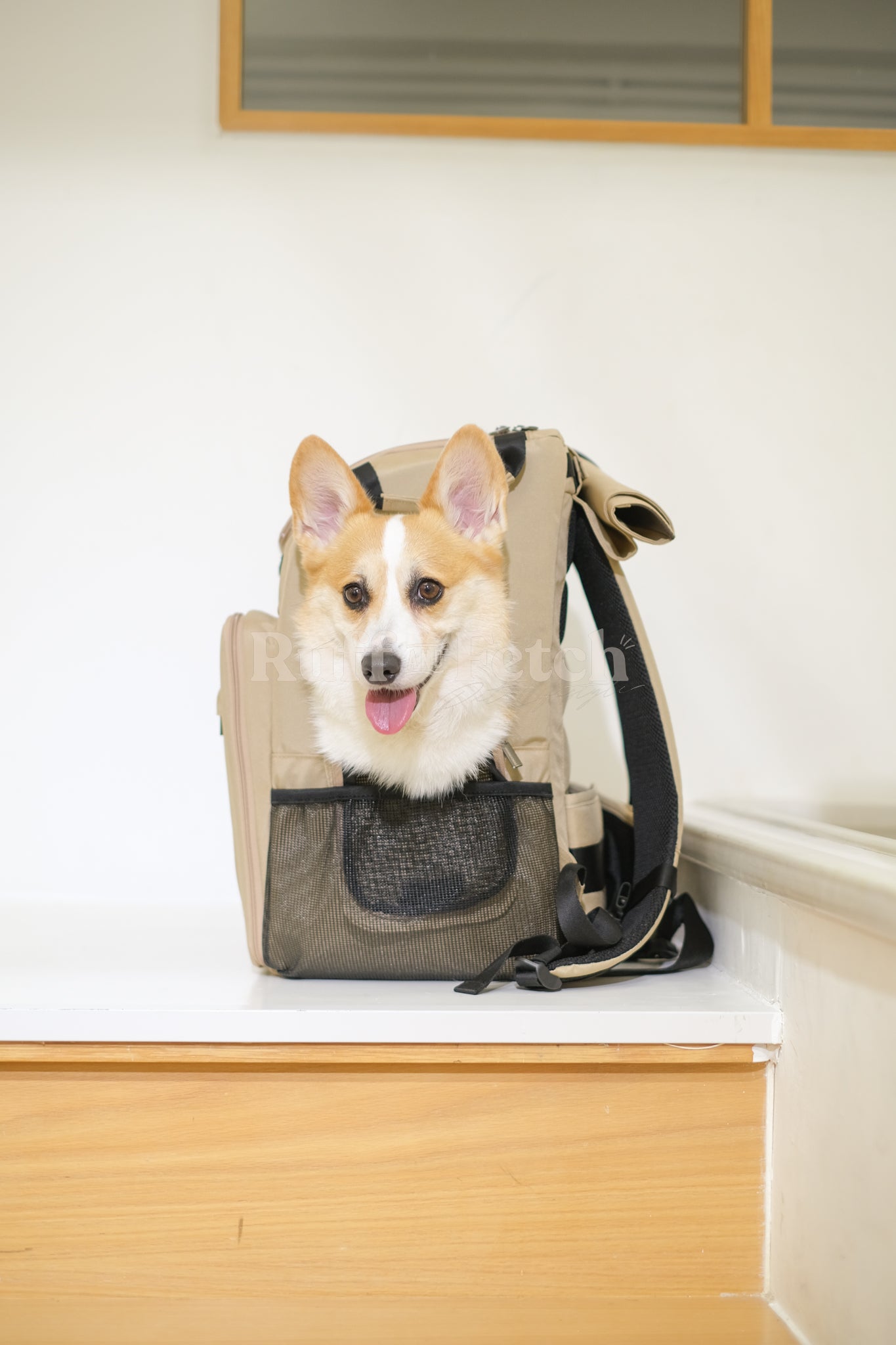 INSIDE DOG&CAT | 寵物背包 (預售)