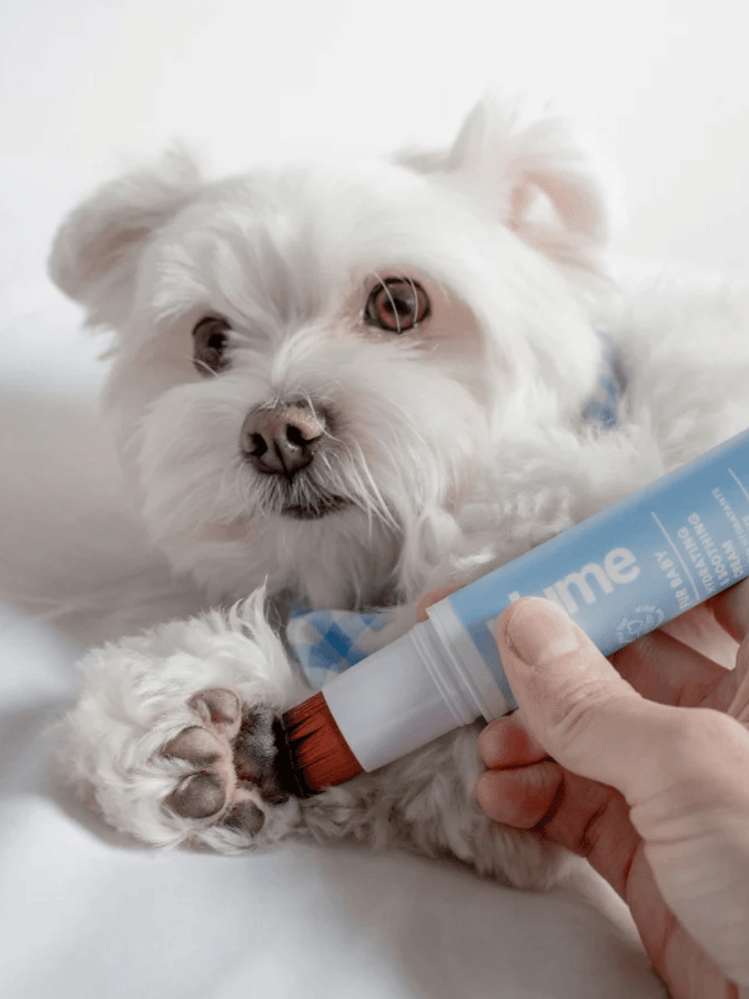 Plume｜毛孩保濕舒緩霜 20ml - RUFF & FETCH