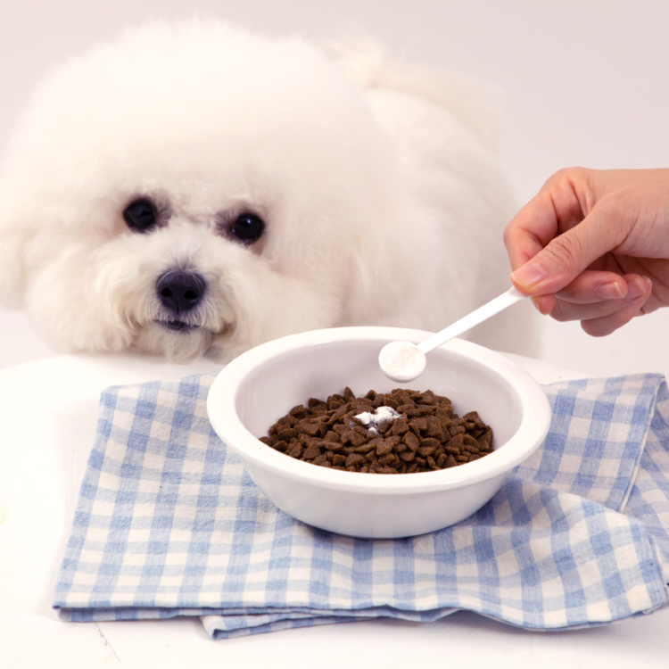 Billy's Vet｜Probiotics One 395 (Daily Immunity) — RUFF & FETCH
