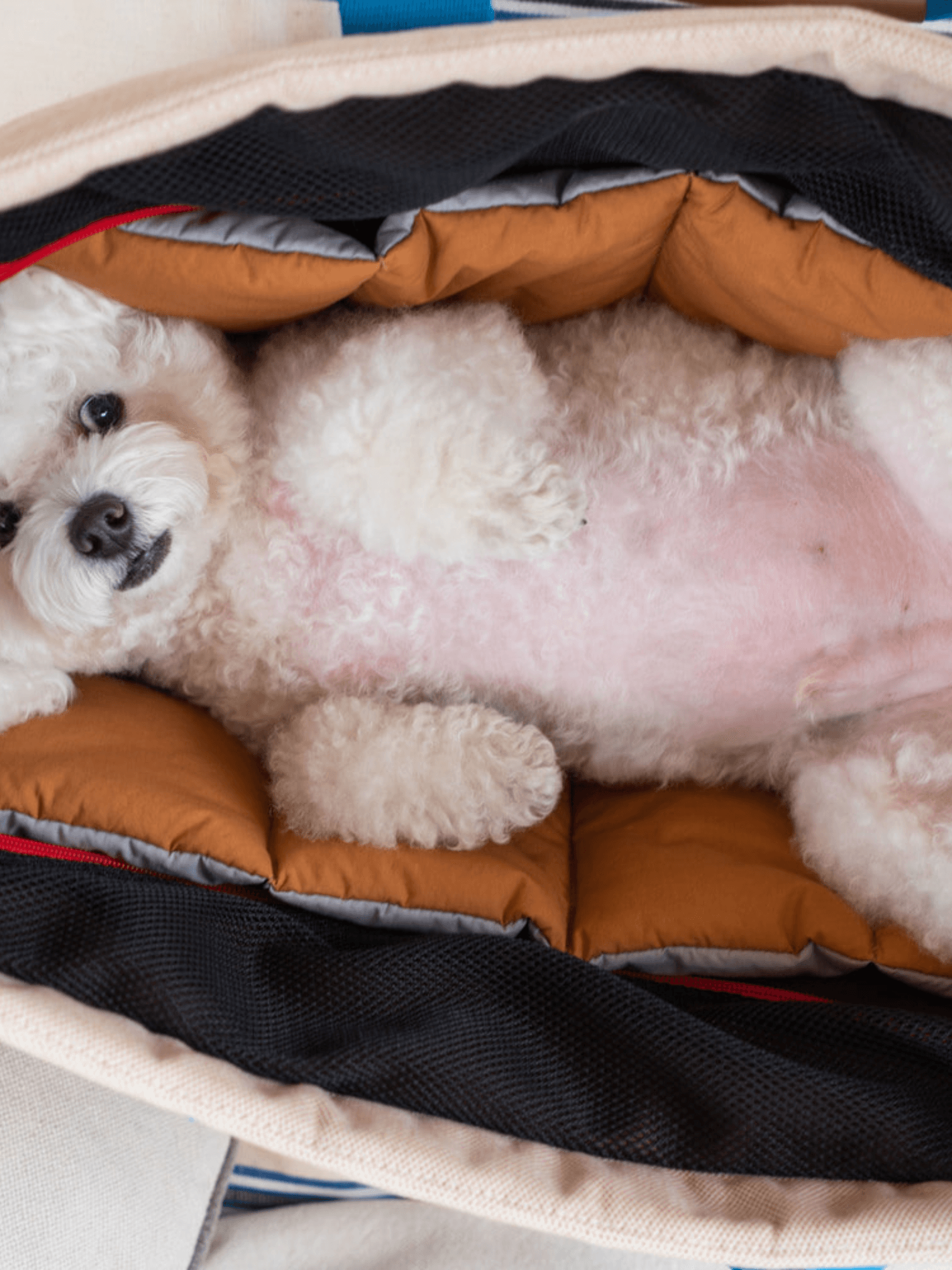 iCandor | 寵物斜背包Peek-a-boo bag – RUFF & FETCH